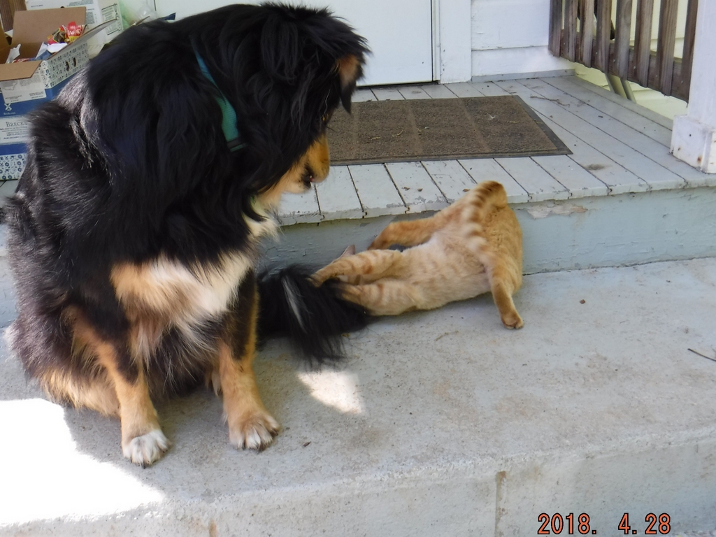 Rocky & Tommy The Neighborhood Cat